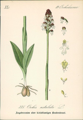 Chromolithographie - ,