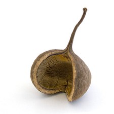 Buddha Nut natur - Buddanuss