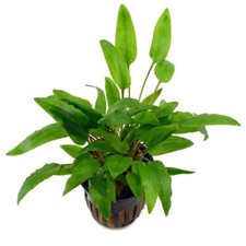 3 Töpfe Cryptocoryne Wendtii