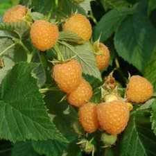 HIMBEERE „Alpengold“ 15 SAMEN + Geschenk