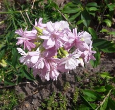 100 Samen Seifenblume extrem