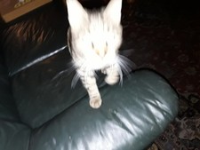 Yamaha digital mixing console 01V