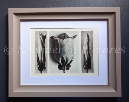 Karl blossfeldt ltd 1928 - ltd., ed.