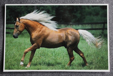 Postkarte Araber -Berber,Arabische Pferde,Pferd,Tier,Tiere,AK,Ansichtskarte