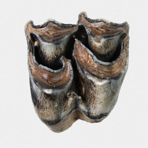 Oberkiefer molar - molar, m2