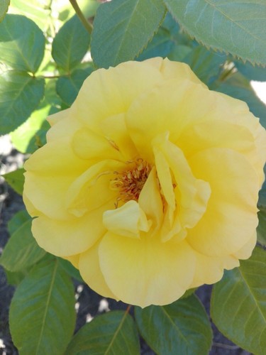 Rosen rosa samen 4 - samen, *