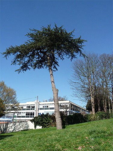 Fotobaum roehampton lane - fotobaum,