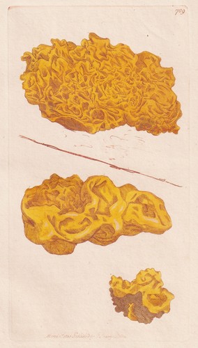 Tremella mesenterica pilze - tremella,