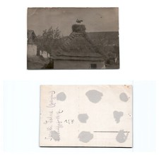 (n13613a32)   Störche