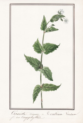 Quellen hornkraut starweed - quellen-hornkraut,