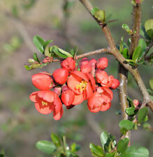 Zierquitte Mango Storm® 60-80cm - Chaenomeles