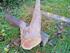 Eibe Baumstamm  Drechseln 98