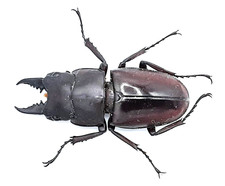 Lucanidae prosopocoilus - lucanidae,,