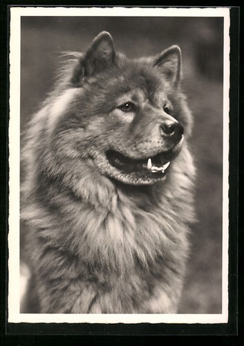 Ansichtskarte chow mit - chow,