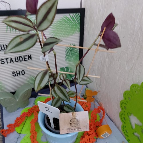 Tradescantia zebrina - ,