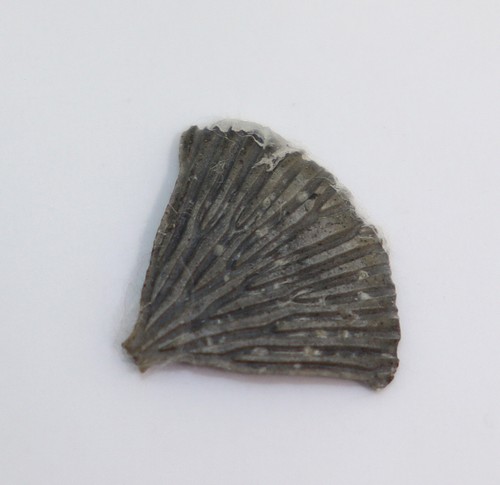 Crinoide petalocrinus - crinoide,,