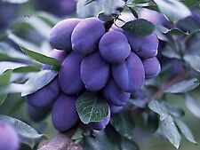 Pflaume - Zwetschge STANLEY 130-150 cm hoch