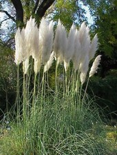 SAMEN winterharte frostharte Garten Pflanze Ziergras das PAMPASGRAS wunderschön