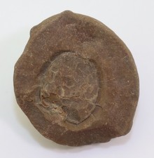 Carpoidea, Mitrocystites mitra, Ordovizium, Osek, Tschechische Republik -L802