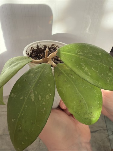 Hoya erythrostemma cotton - hoya,