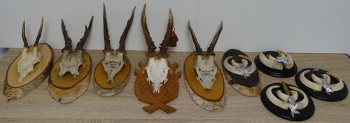 Geweihe konvolut kleine - geweihe,