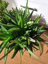 25 Pflanzen Alworthia 'Black