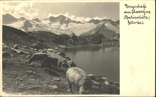 Mayrhofen zillertal bergschafe - mayrhofen,