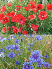 10m² Mohnwiese Klatschmohn & Kornblumen Bienenweide Wildblumenwiese Blumensamen 