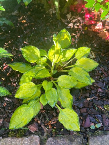 Funkien hosta ableger - hosta,