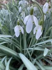 100 Schneeglöckchen Zwiebeln