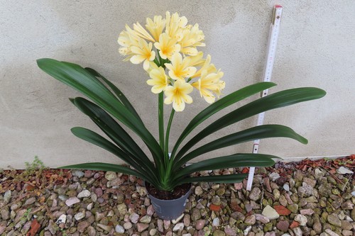 Clivia clivie klivie - clivia,