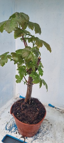 Bonsai bergahorn acer - bonsai,,