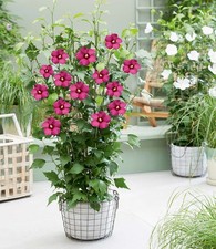 BALDUR Garten Hibiskus 'Flower Tower Ruby®',1 Pflanze, winterhart & pflegeleicht