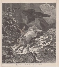 Orig. Holzstich: Alpenhase und