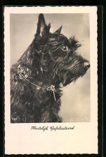 Ansichtskarte Junger schwarzer Terrier mit Halsband 