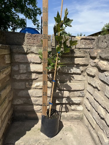 Platanus acerifolia platane - acerifolia,