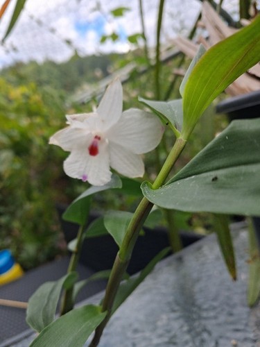 Dendrobium annae orchidee - dendrobium,