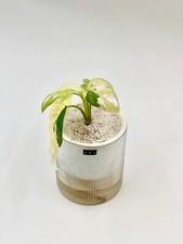 Monstera Adansonii Albo