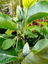 Magnolia Baby Blue, gelb blaue