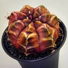  Sehr schöner Gymnocalycium