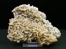 ALBIT - KANAREN, KORSIKA