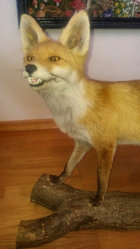 Fuchs tierpräparat auf - tierpräparat,