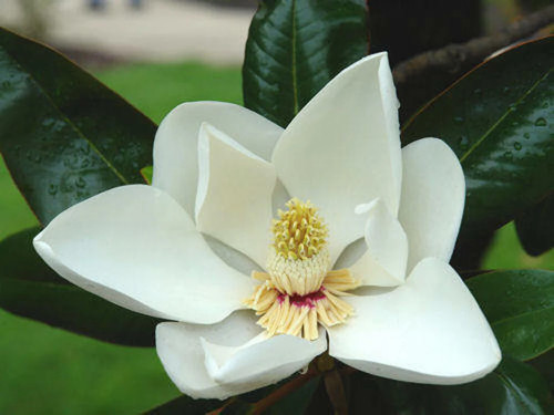Magnolie magnolia - magnolie,