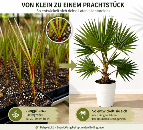 Latania lontaroides rote - -,