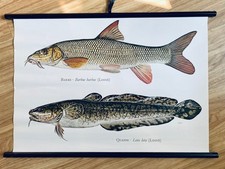 Lehrtafel Wandtafel Rolltafel Schultafel Schule Natur Fische Barbe Quappe
