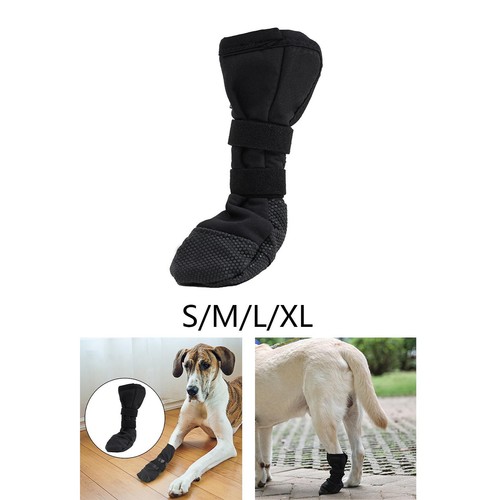 Hundeschuhe schützen die