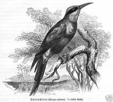 SCHARLACHSPINT BIENENFRESSER  Holzstich von 1891 Vogel