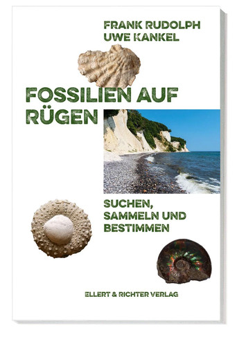 Fossilien auf rügen - auf, suchen