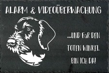 Deutsch drahthaar - deutsch,