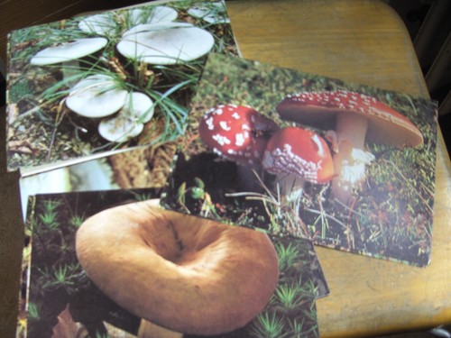 Gloria bilder sammelbilder - bilder,
